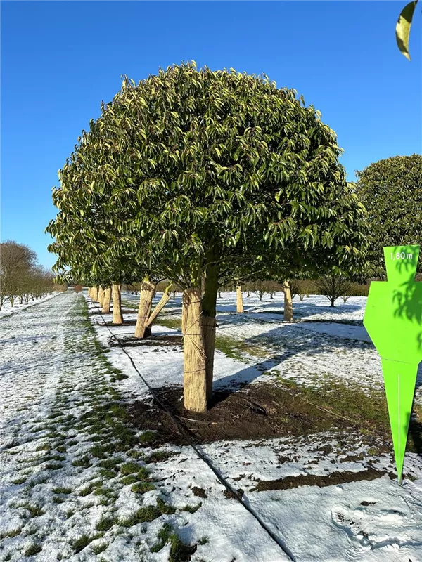 Prunus lusitanica